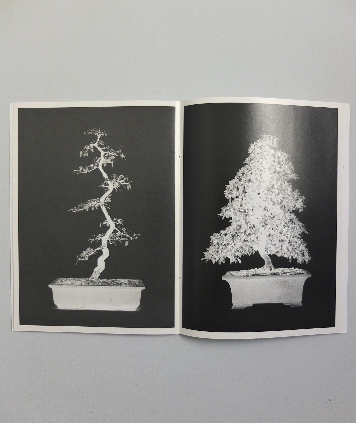 Bonsai by Erik van der Weijde}