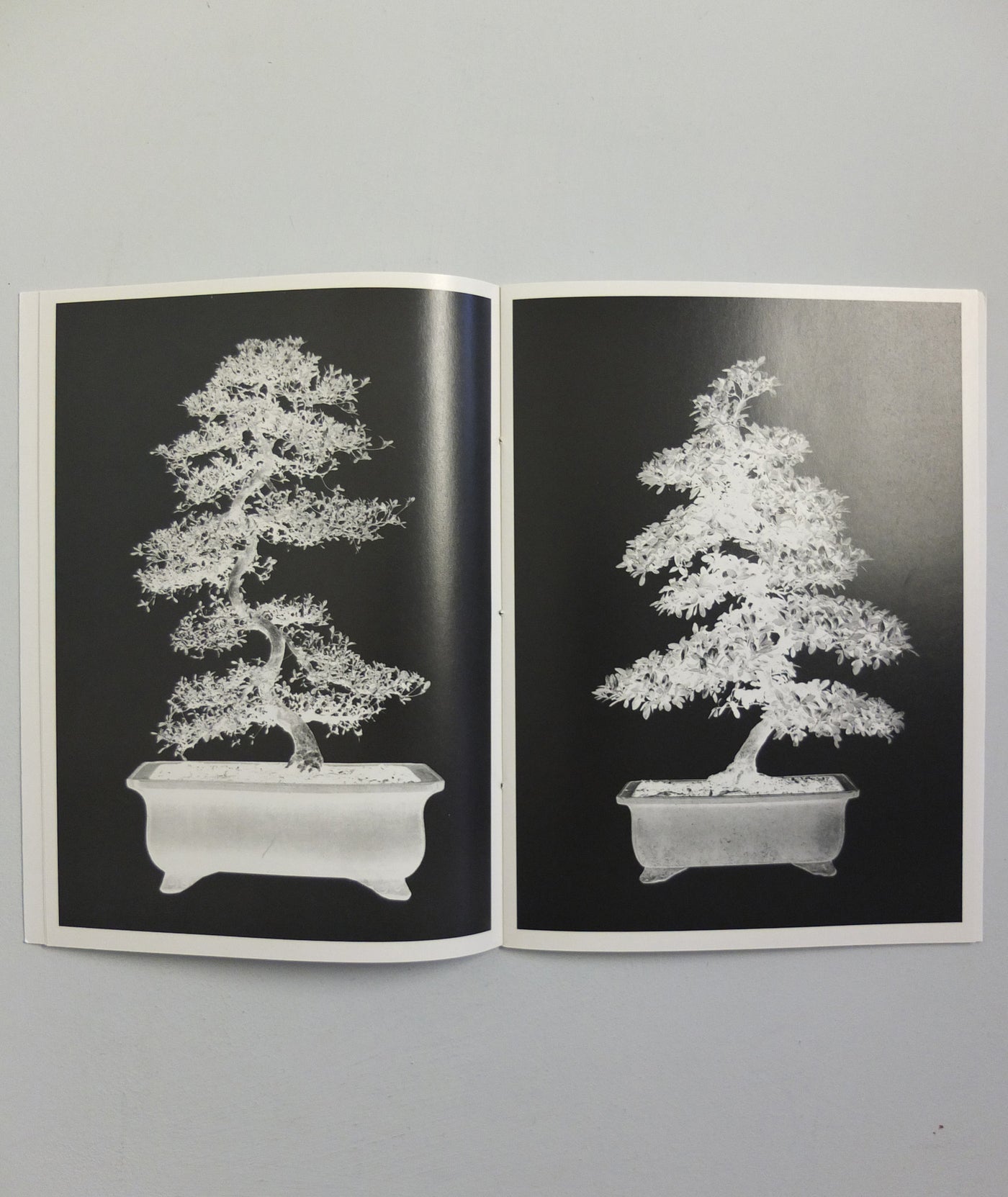 Bonsai by Erik van der Weijde}