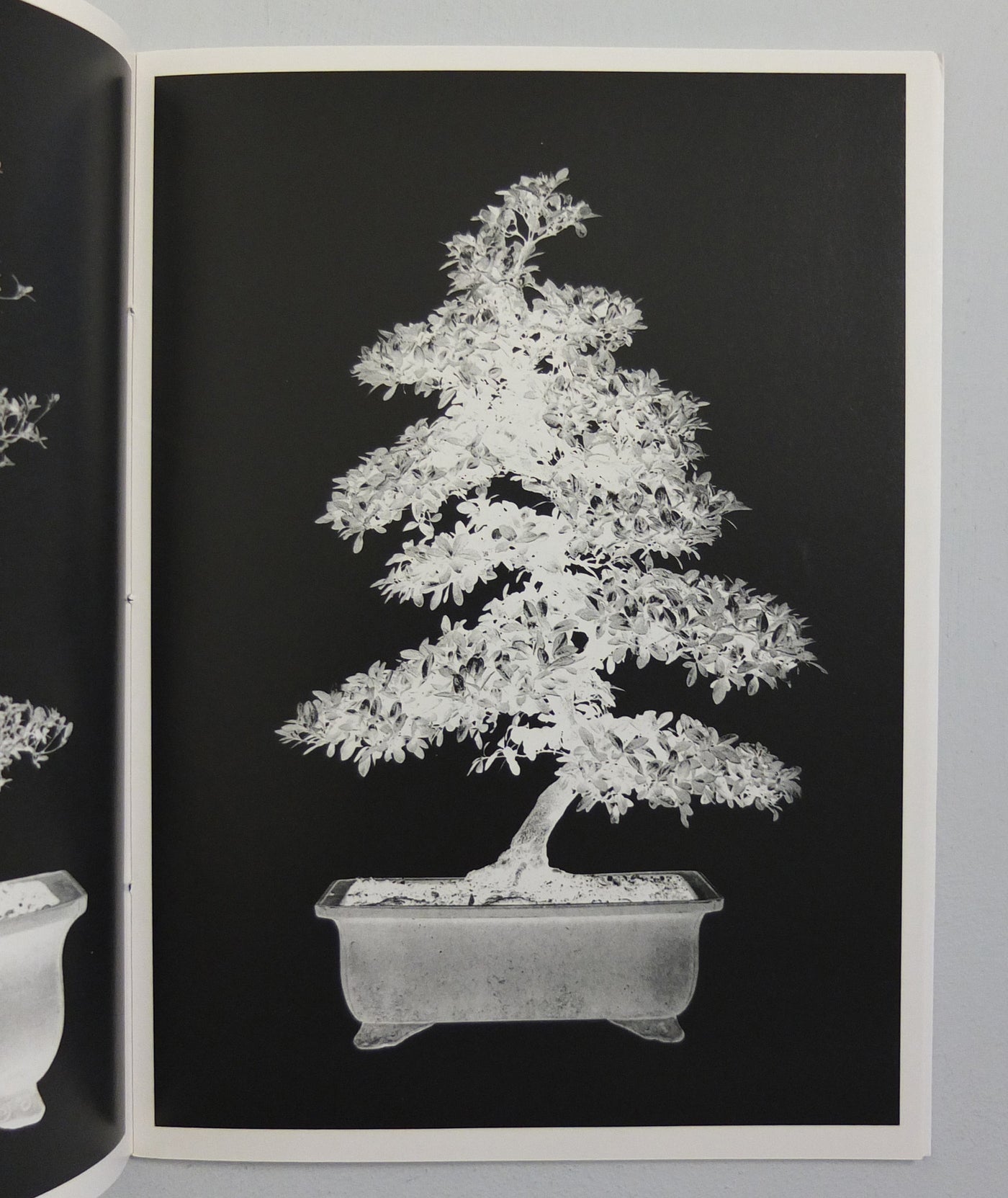 Bonsai by Erik van der Weijde}