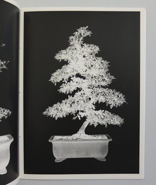 Bonsai by Erik van der Weijde}