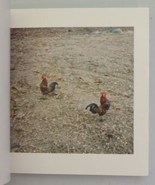 Cock Fight Dance by Sol LeWitt}