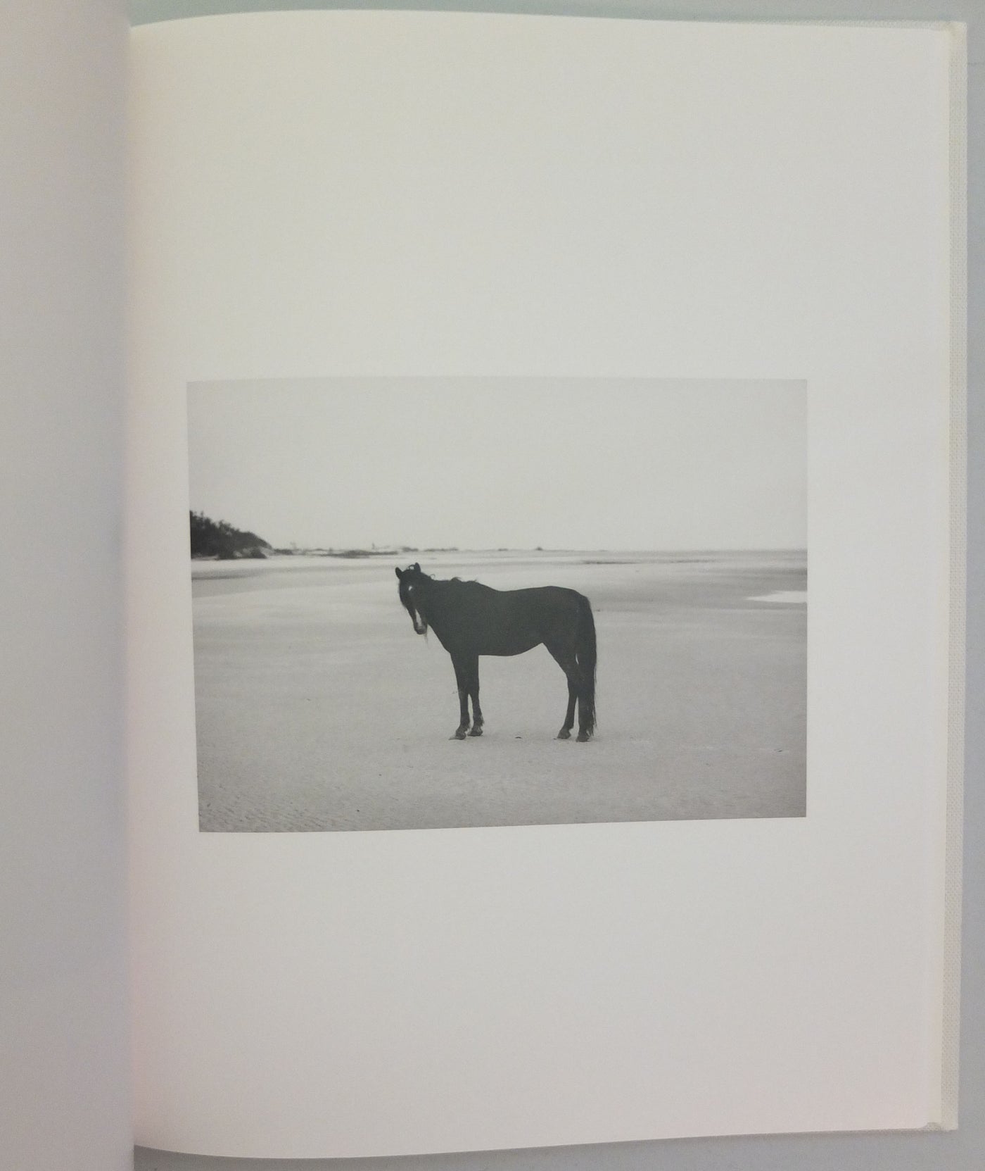 Farewell Horse by Roe Ethridge}