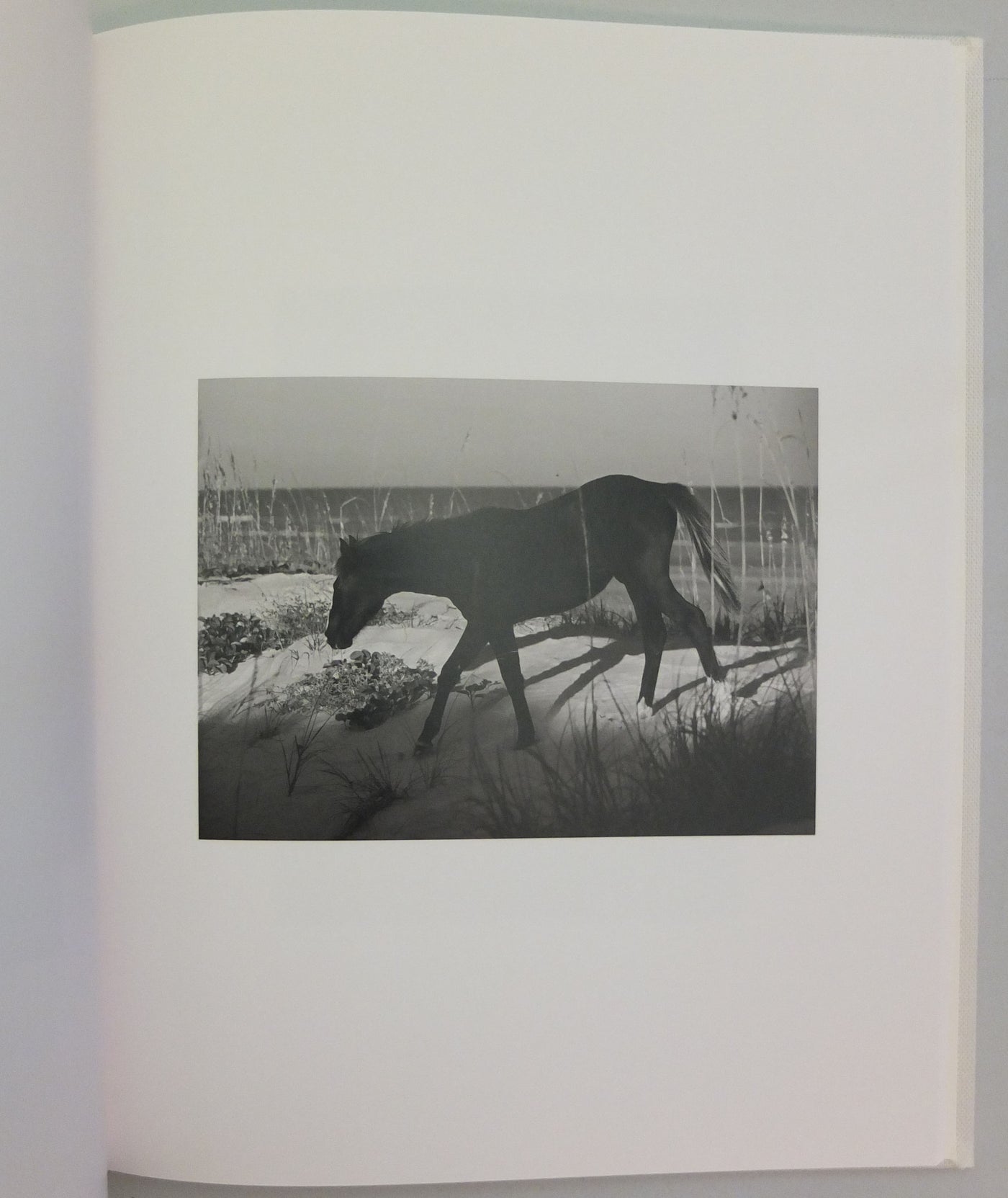 Farewell Horse by Roe Ethridge}