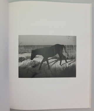 Farewell Horse by Roe Ethridge}