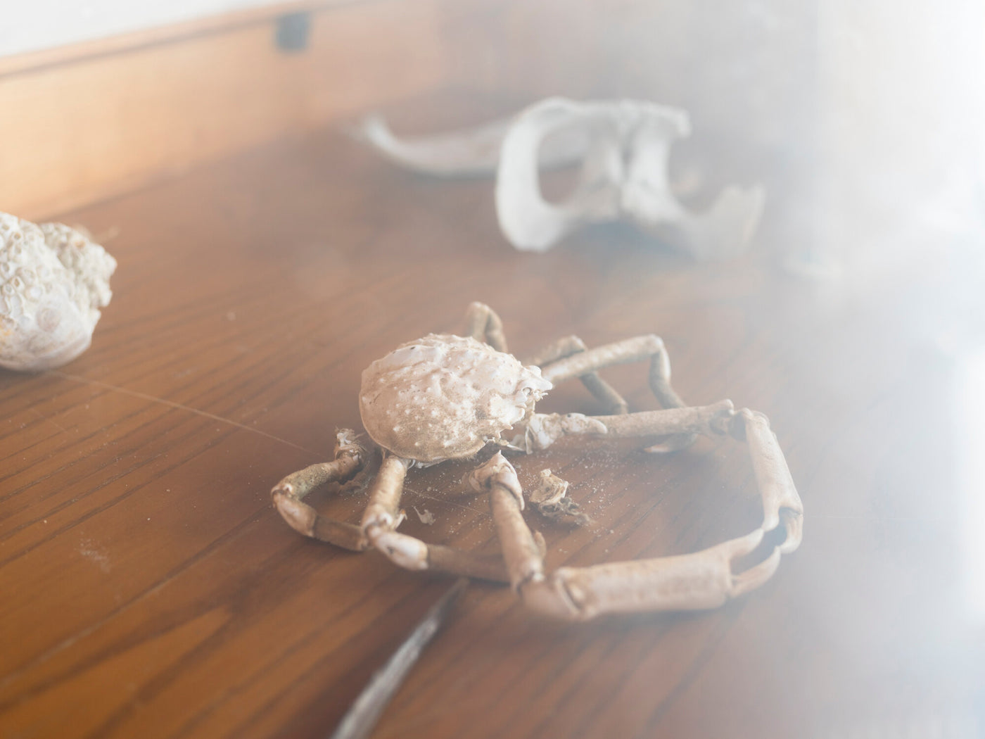 Known and Strange Things Pass by Andy Sewell}