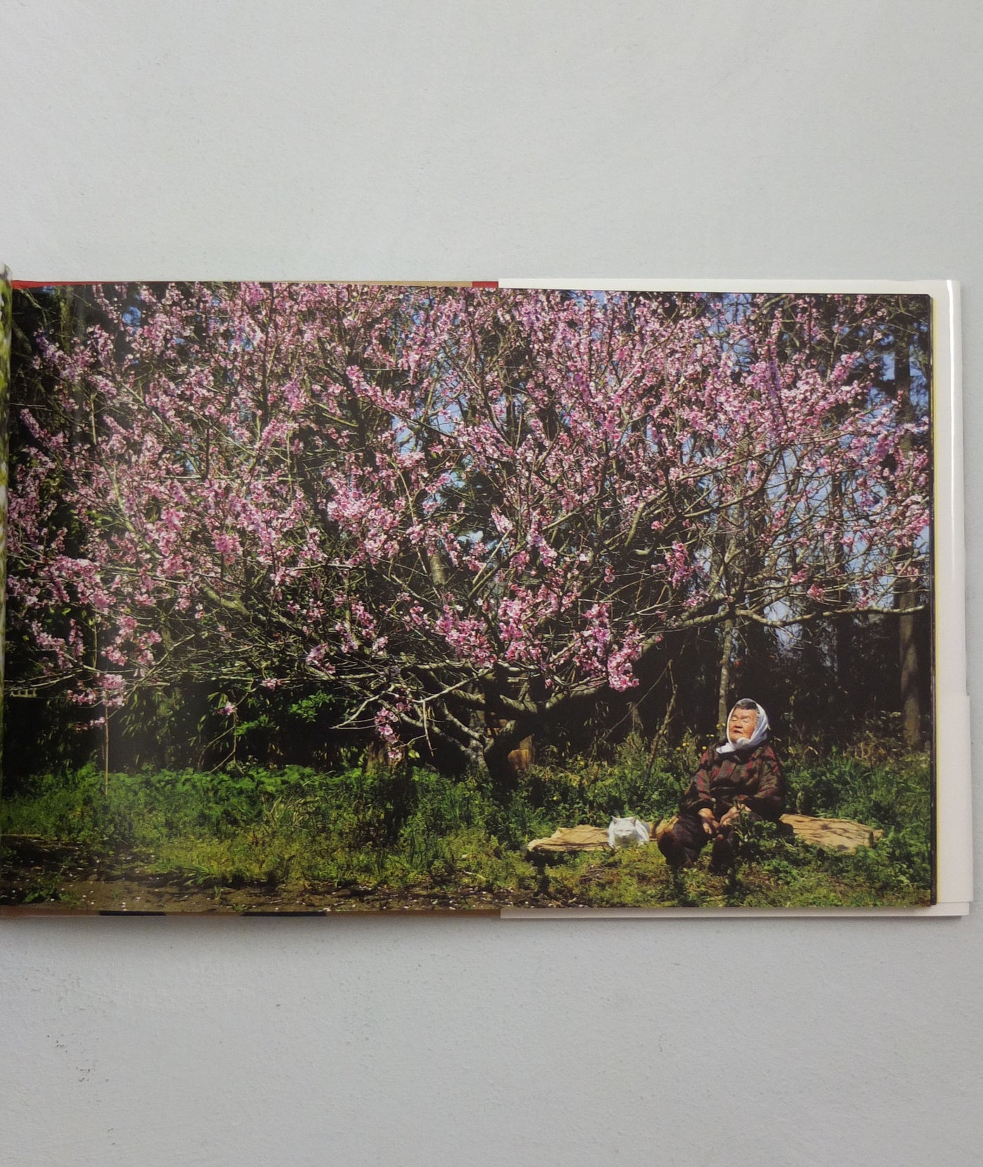 Misao The Big Mama And Fukumaru The Cat by Miyoko Ihara}