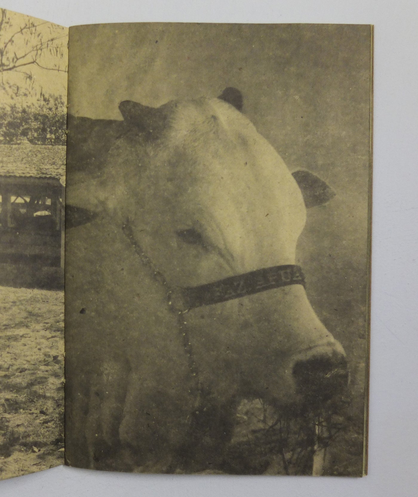 NELORE by Erik van der Weijde}