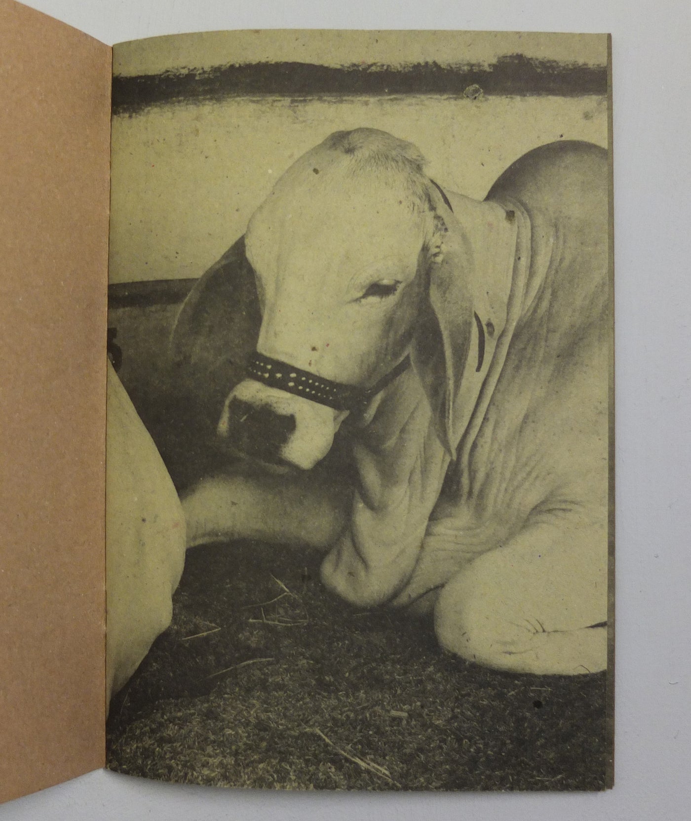 NELORE by Erik van der Weijde}