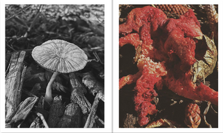 Fruiting Bodies by Ying Ang}