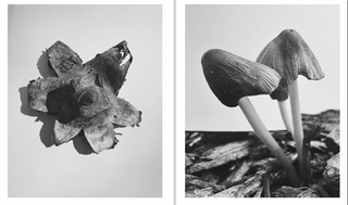 Fruiting Bodies by Ying Ang}