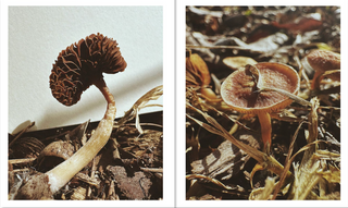 Fruiting Bodies by Ying Ang}