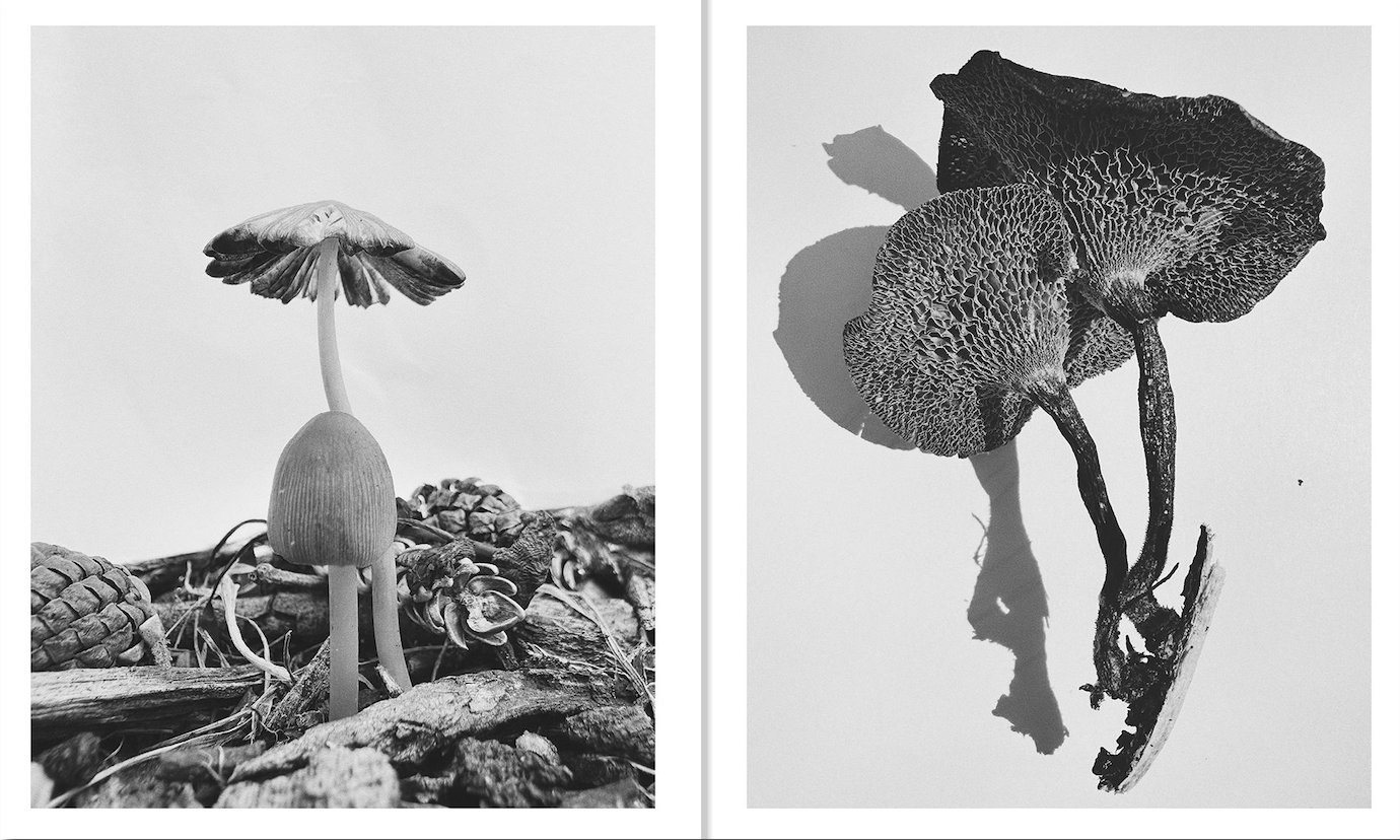 Fruiting Bodies by Ying Ang}