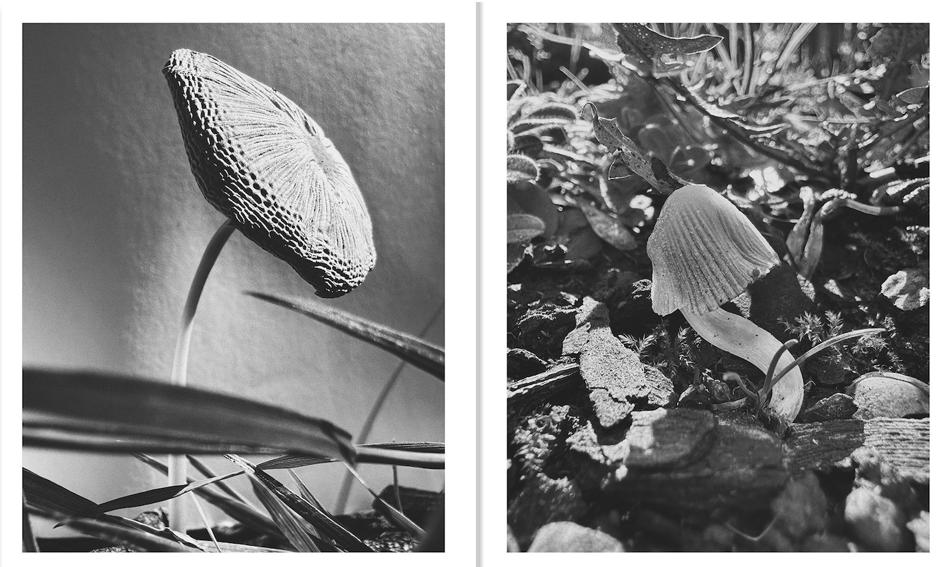 Fruiting Bodies by Ying Ang}
