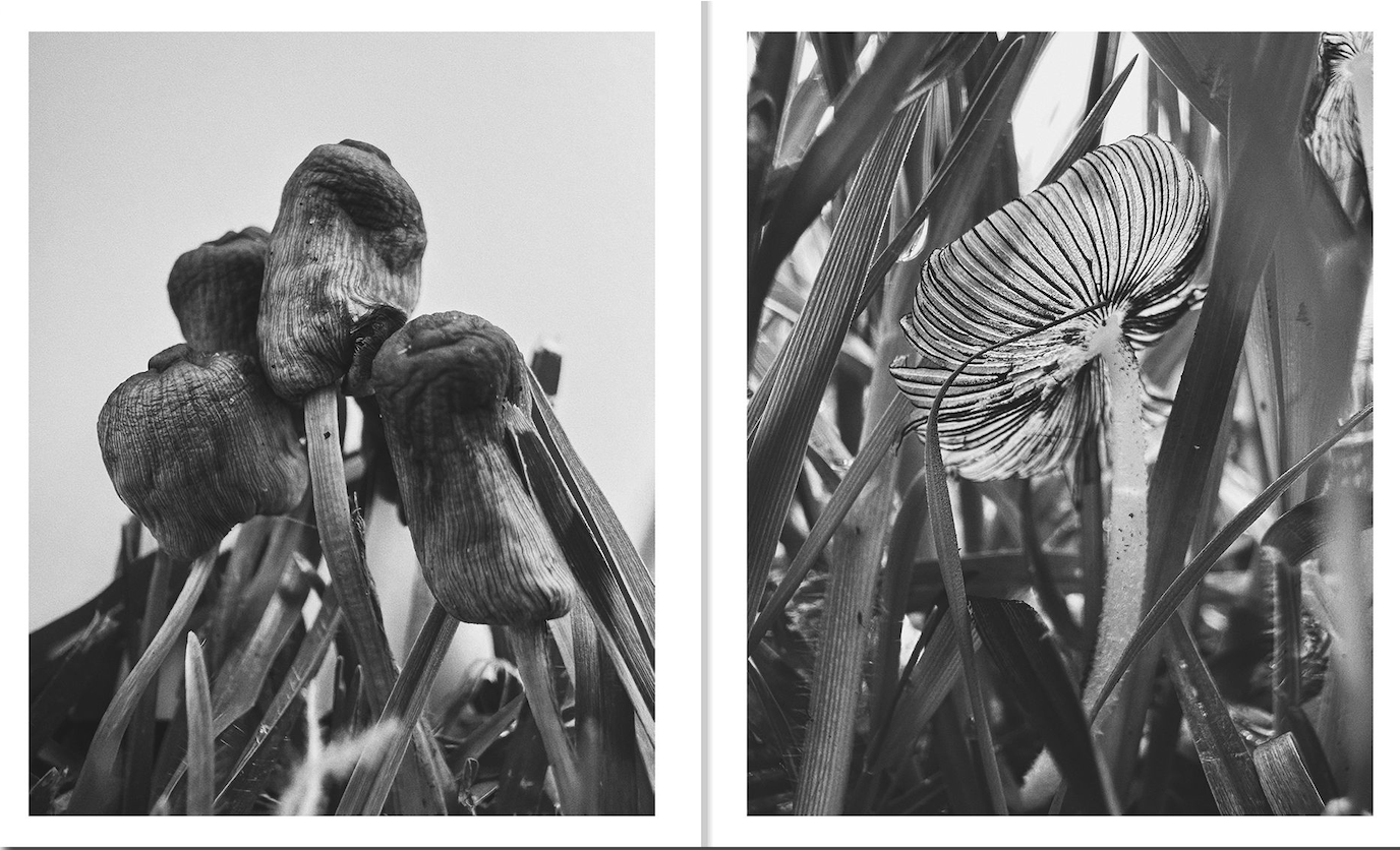 Fruiting Bodies by Ying Ang}