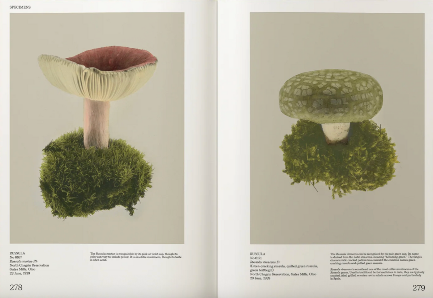 An Illustrated Catalog of American Mushrooms}