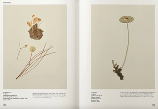 An Illustrated Catalog of American Mushrooms}