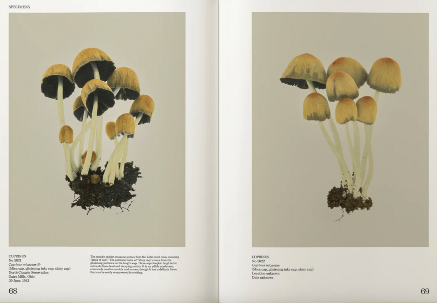 An Illustrated Catalog of American Mushrooms}