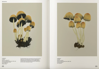 An Illustrated Catalog of American Mushrooms}