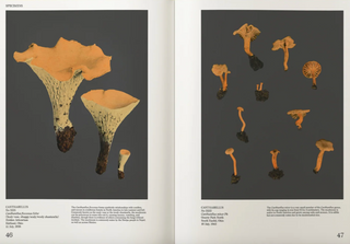 An Illustrated Catalog of American Mushrooms}