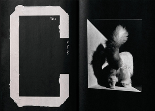 Jack Davison: A is for Ant Children's Edition}