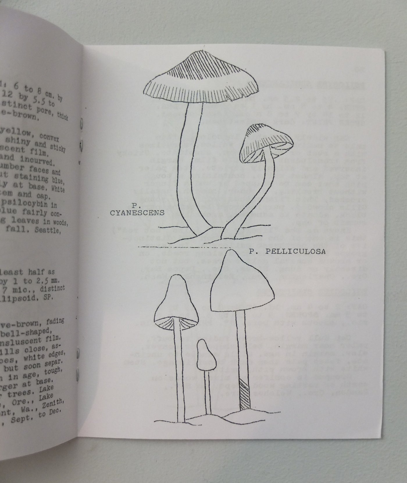 Magic Mushrooms: A Guide to 12 Hallucinogenic Species of the Pacific Northwest By Everett Kardell and Robyn Stitely}