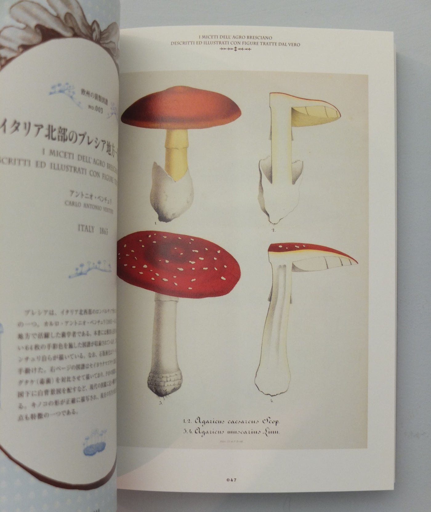 Mushroom Botanical Art by Ouvrage Collectif}