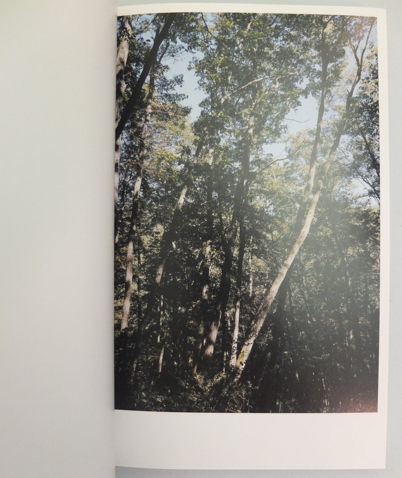 Mushrooms from the Forest by Takashi Homma (OOP)}