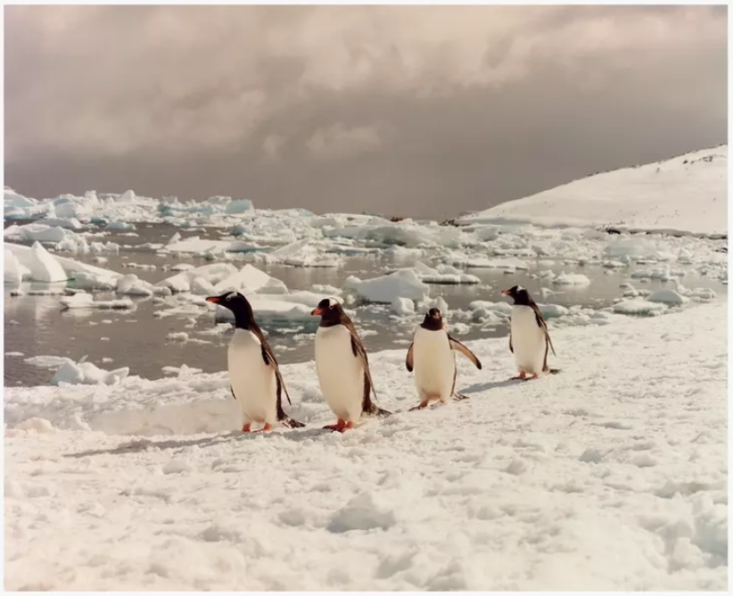 Donlon Books | To the Antarctic by Jamie Hawkesworth (signed) Donlon Books | To the Antarctic by Jamie Hawkesworth (signed)